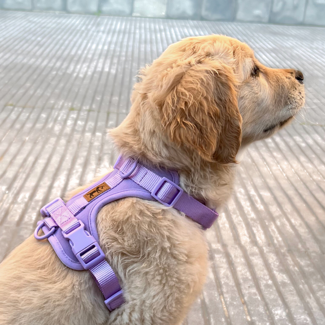 Kit de Paseo Adventure Lavender