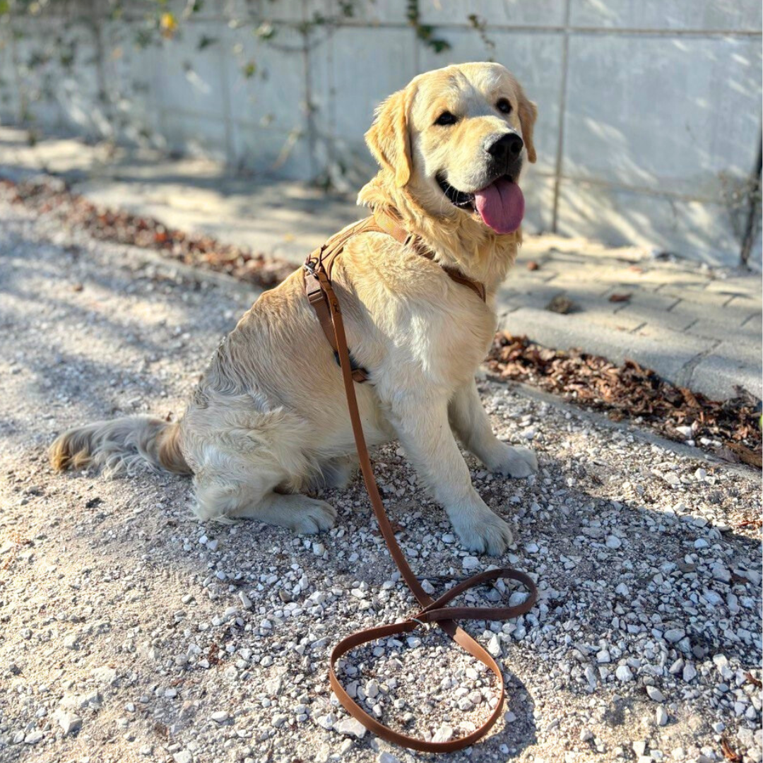 Kit de Paseo Adventure Desert