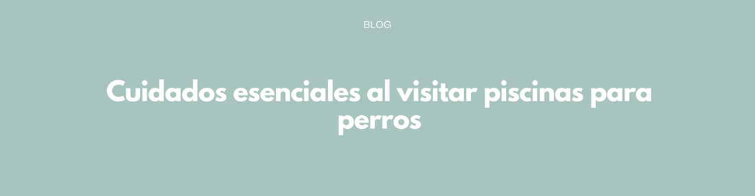 Cuidados esenciales al visitar piscinas para perros