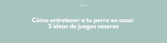 Cómo entretener a tu perro en casa: 5 ideas de juegos caseros