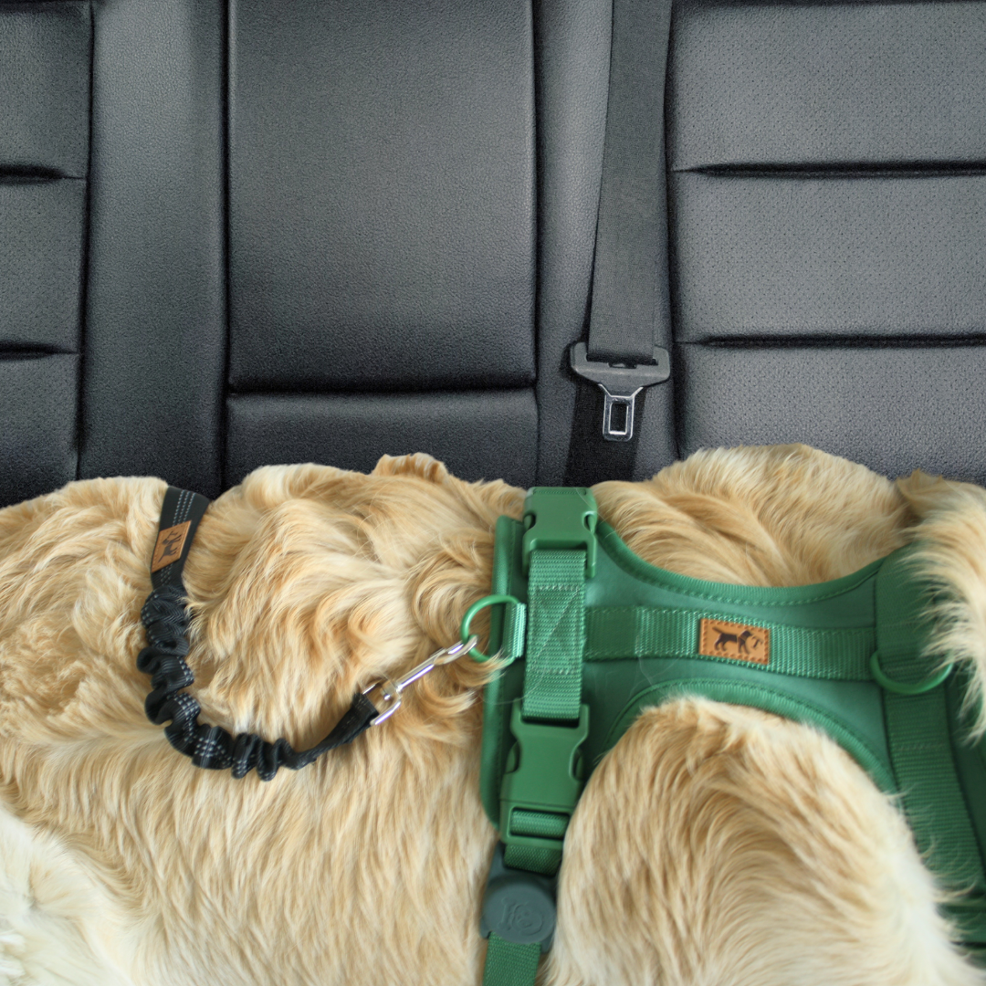 Cinturón de coche para perros