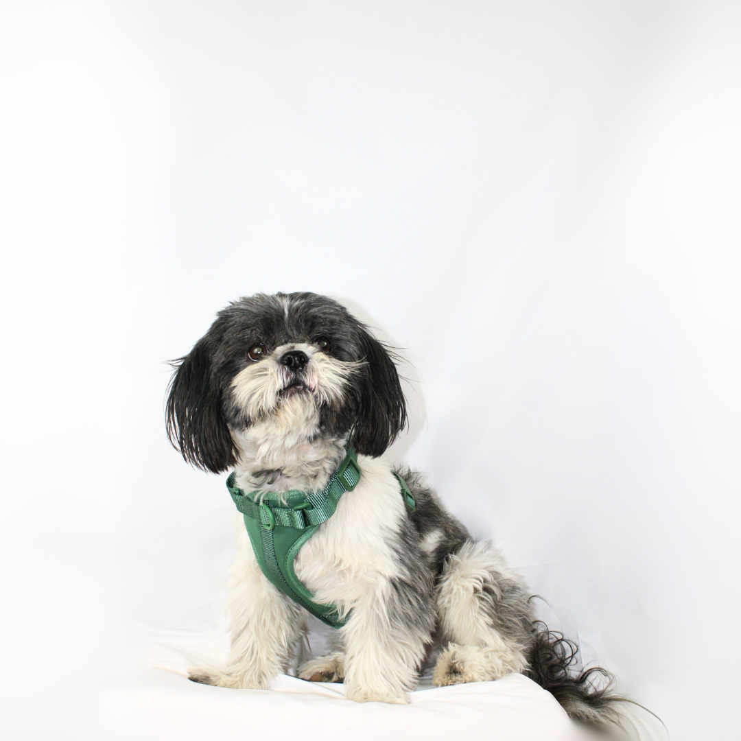 Arnés Adventure Jungle