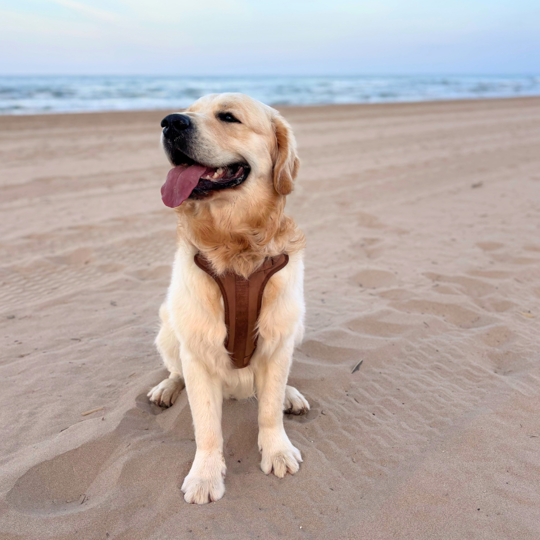 Arnés Adventure Desert