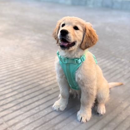 Arnés Adventure Mint