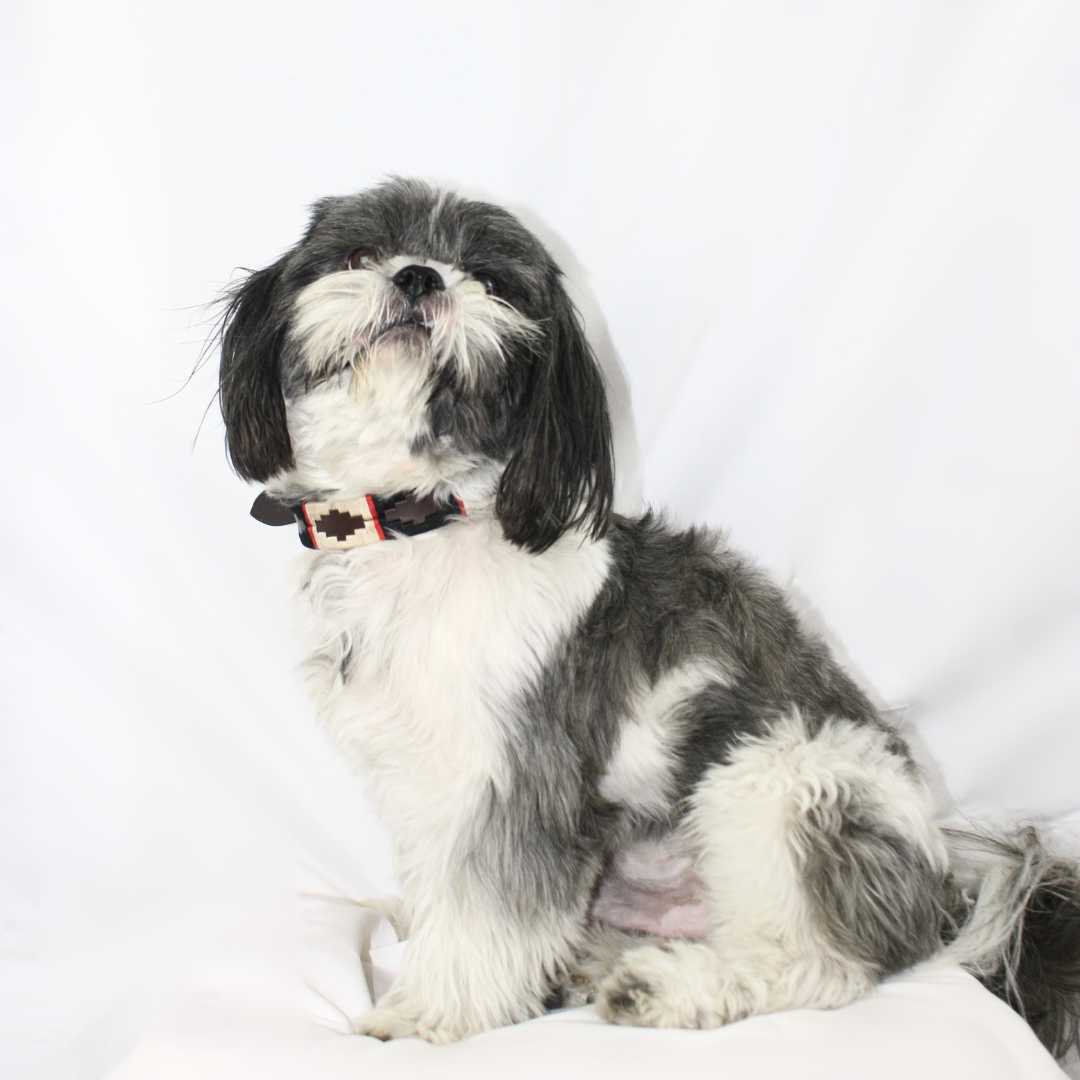 Collar de cuero para perros bordado a mano La casa de turron modelo kiwi