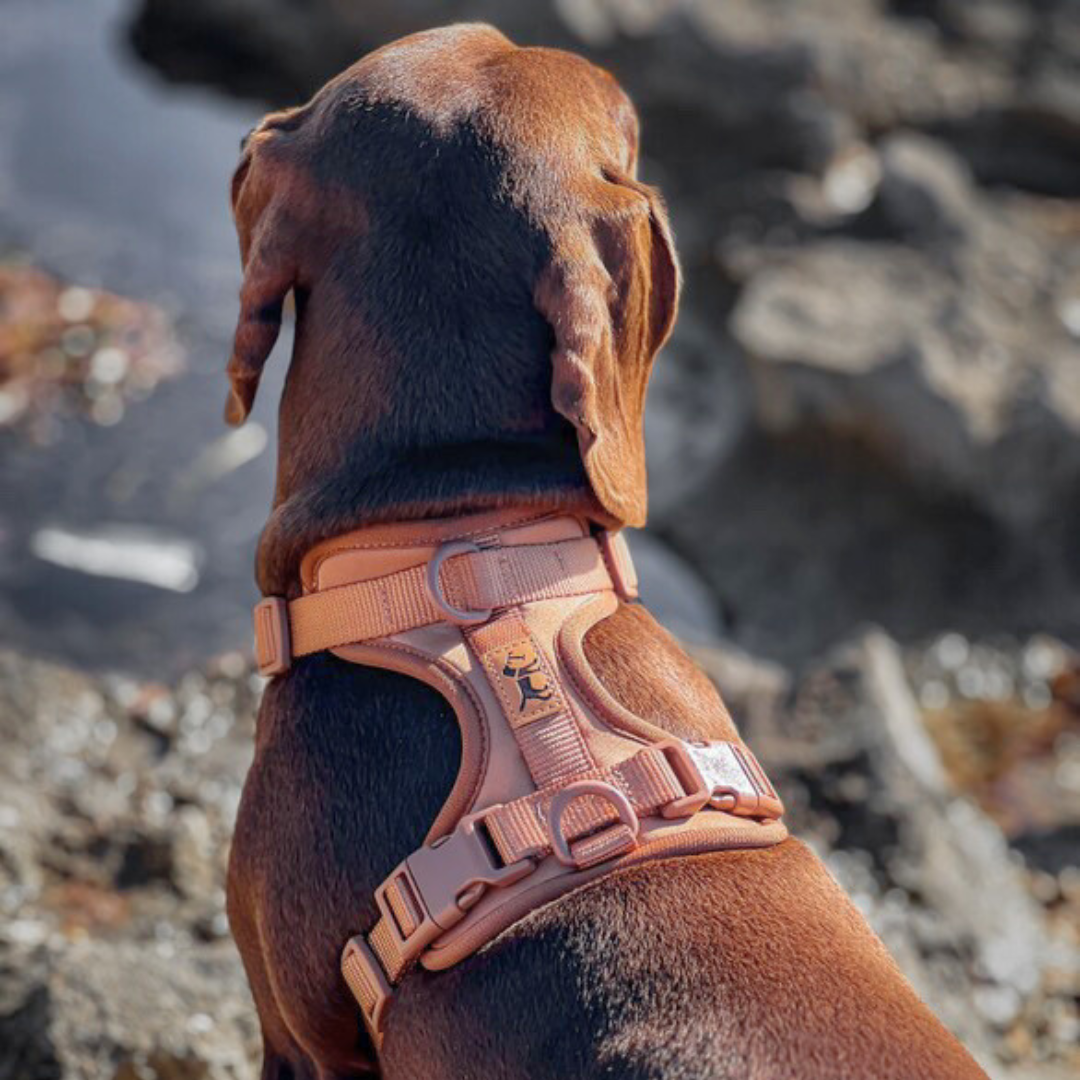 Kit de Paseo Adventure Desert