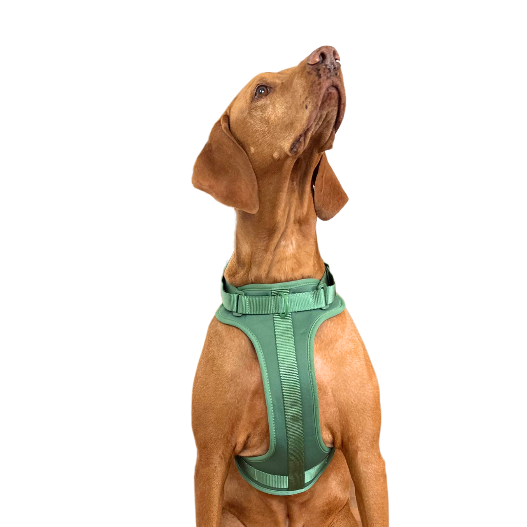 Arnés Adventure Jungle