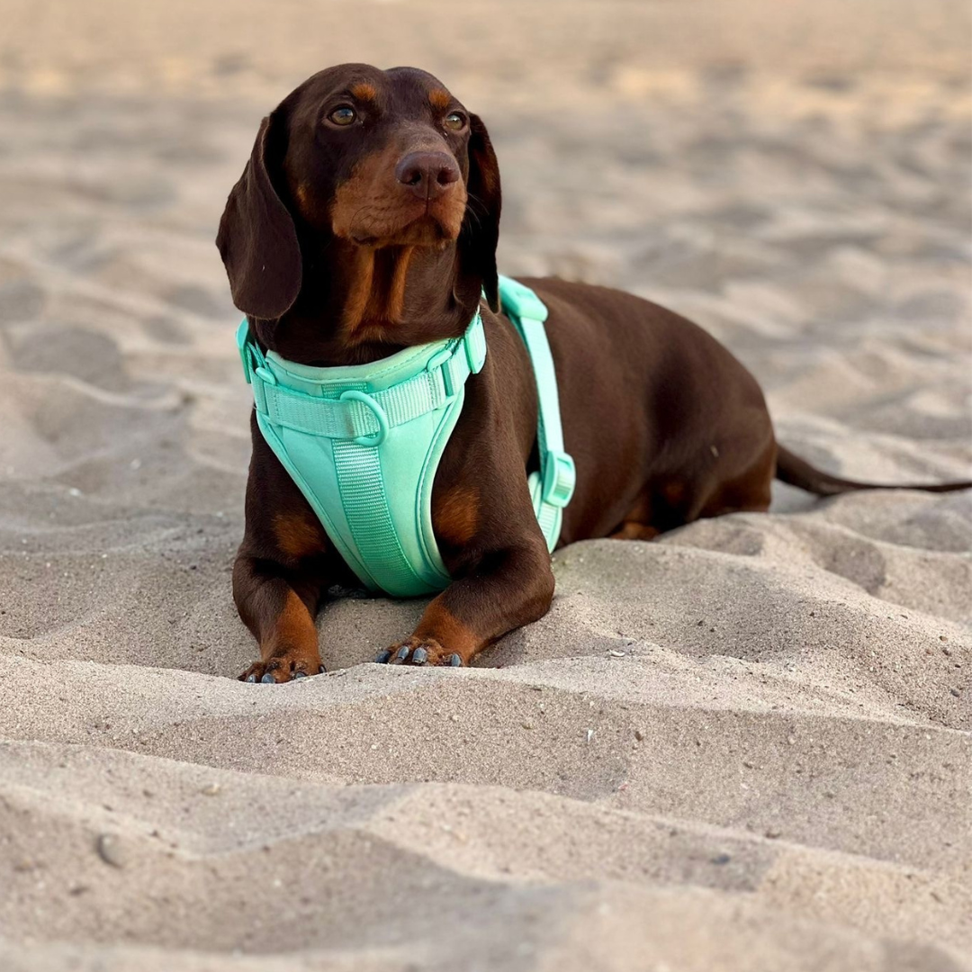 Arnés Adventure Mint